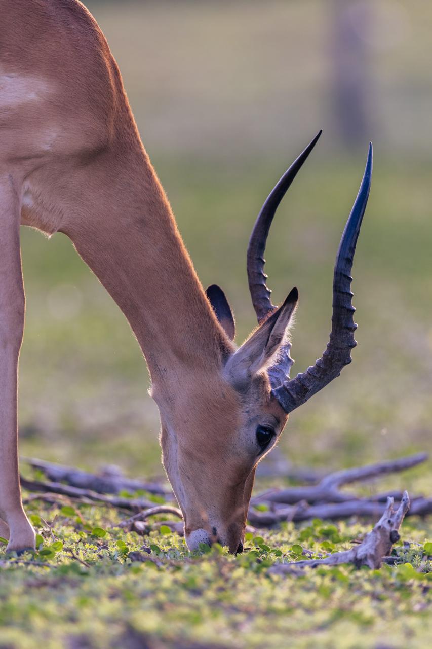 Kgalagadi Transfrontier Park