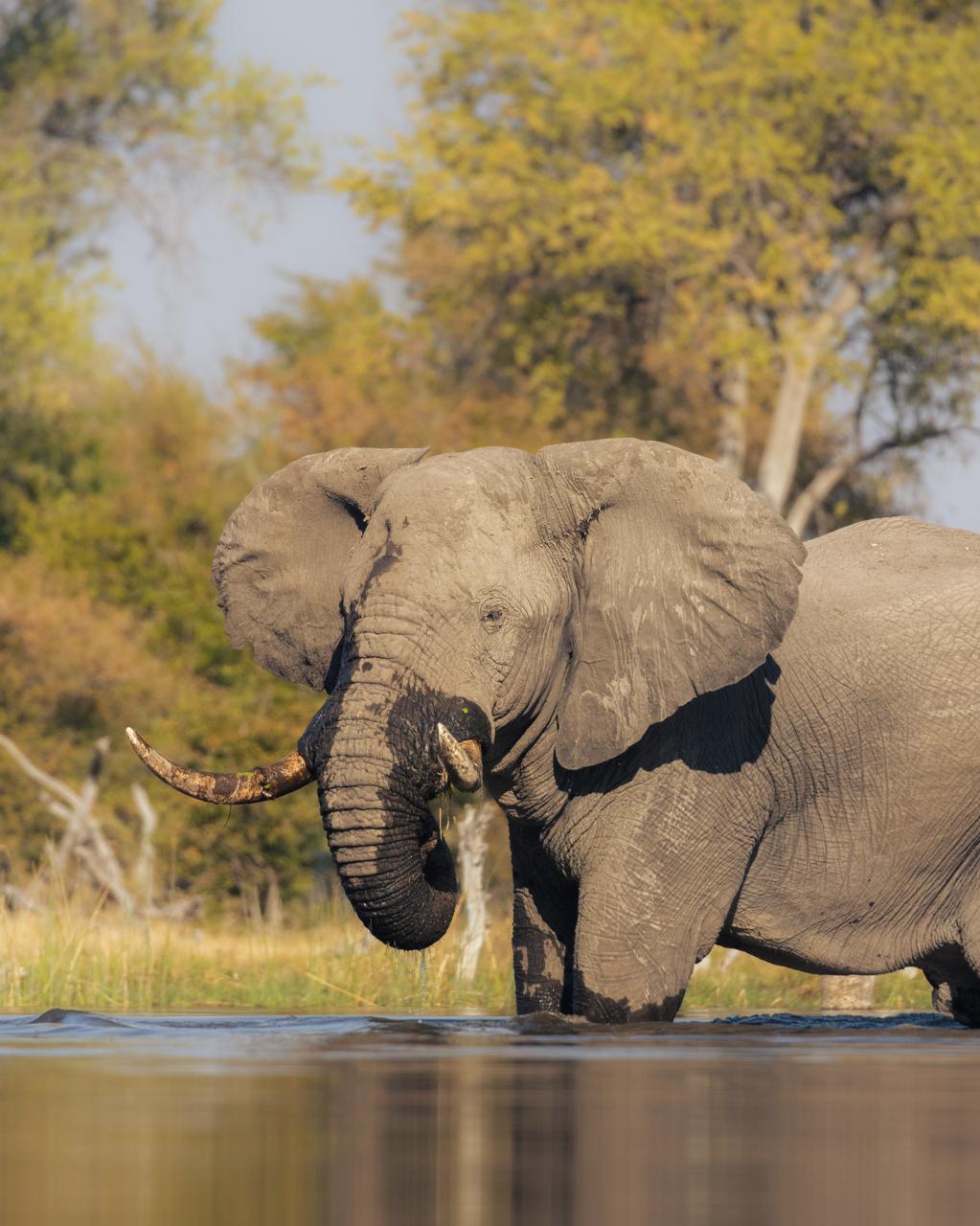 Chobe National Park