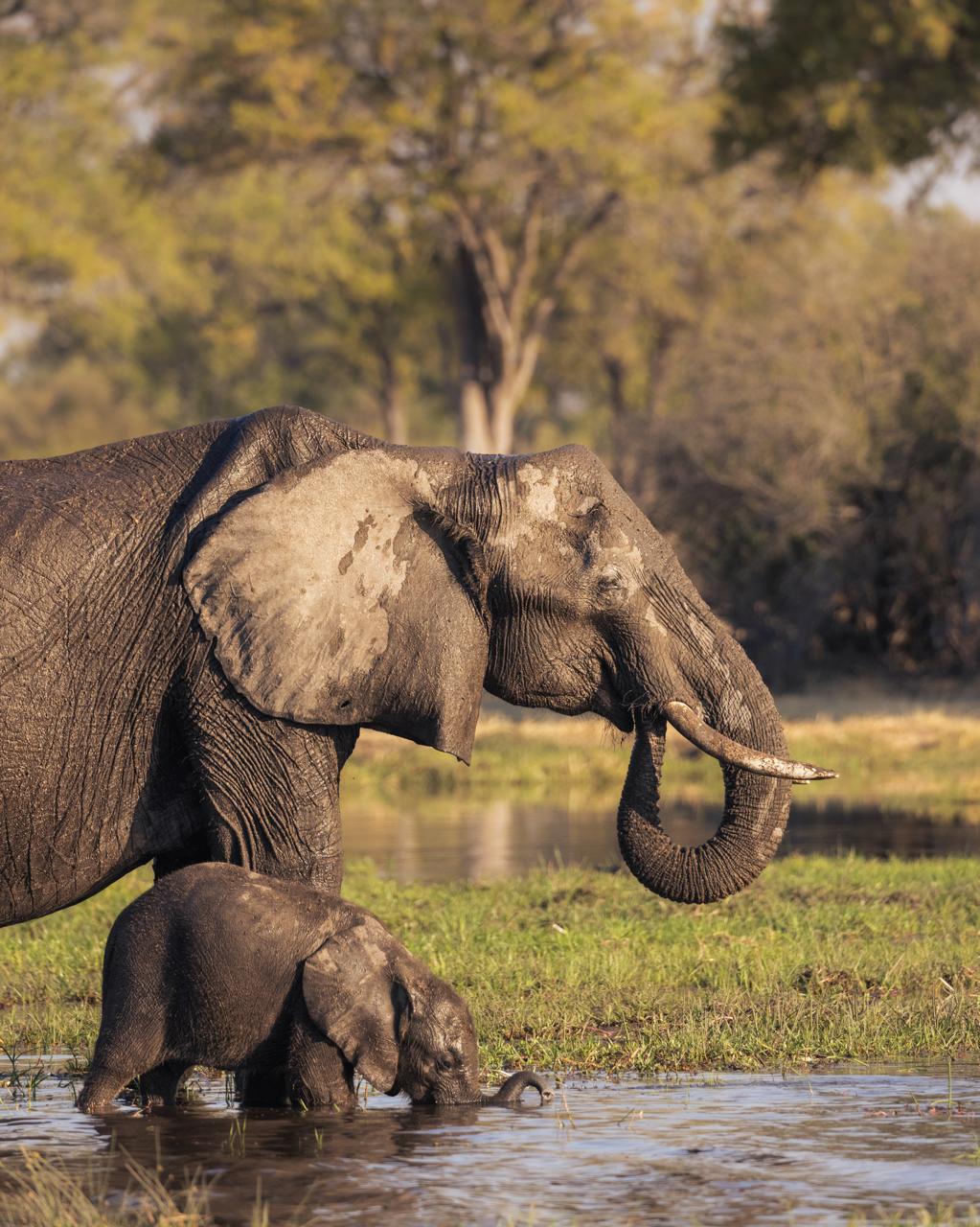 Hwange National Park