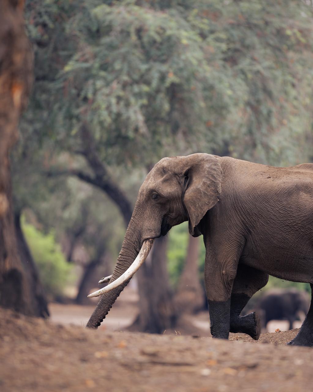Kingdoms, Conservation & the Lowveld — image 1