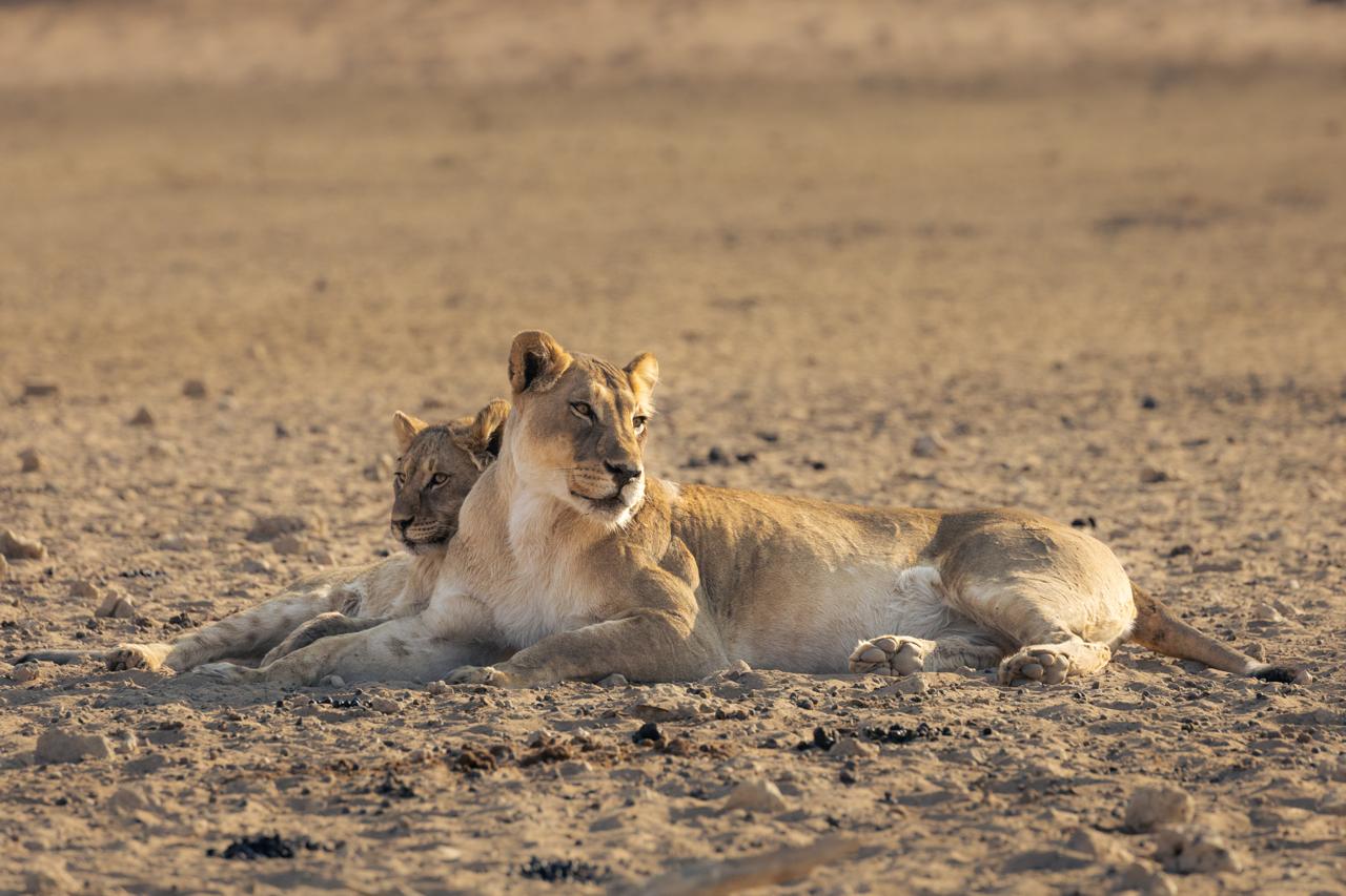 Central Kalahari Game Reserve